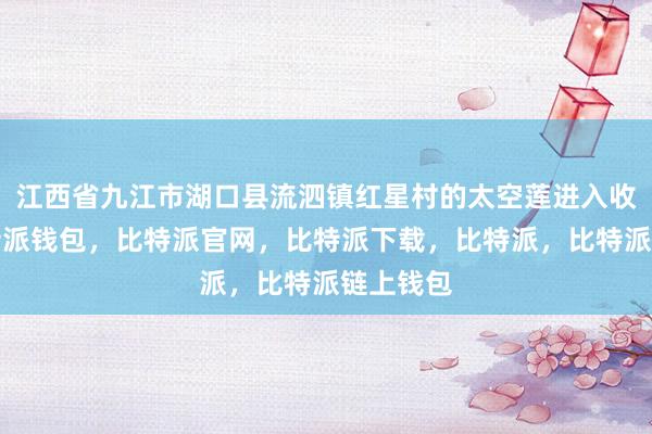 江西省九江市湖口县流泗镇红星村的太空莲进入收获季比特派钱包，比特派官网，比特派下载，比特派，比特派链上钱包